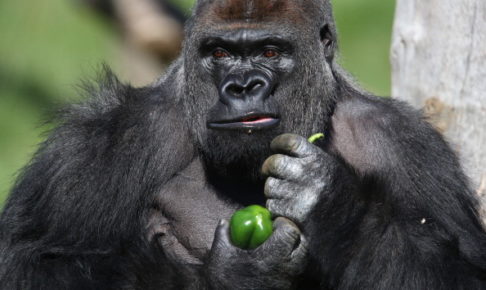 【使用法】大谷翔平はフルゴリラ…？「今年の流行語大賞狙えそう」との声も