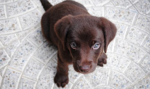 今日の練習は「子犬と遊ぶ」こと？サンフランシスコ・ジャイアンツのロッカーがモフモフ天国に