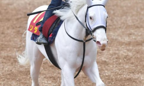 【桜花賞】ソダシ伸びしろあり　獣医師も認めた！厳しいトレーニング「すごく耐えた」