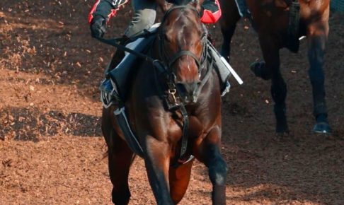 【マイラーズC】エアロロノア上昇一途　新コンビの池添も絶賛「素直で乗りやすい」