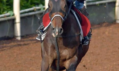 【ヴィクトリアM】シゲルピンクダイヤ、一発狙う　“最強の1勝馬”大一番へ万全