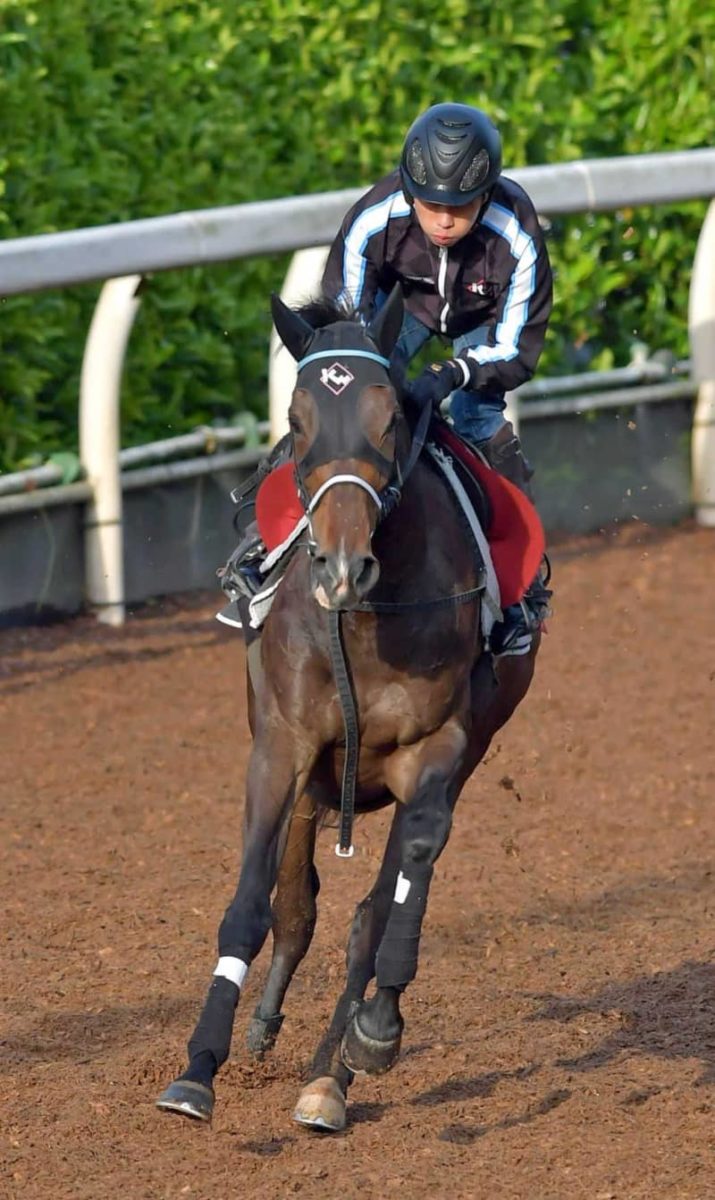 【ヴィクトリアM】シゲルピンクダイヤ、一発狙う　“最強の1勝馬”大一番へ万全