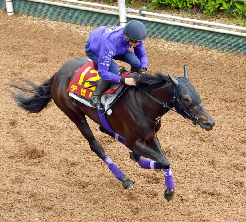 【ヴィクトリアM】デゼルいい感じ リズム良し!息遣い良し!友道師も胸張る仕上がり 【ヴィクトリアM】デゼルいい感じ リズム良し!息遣い良し!友道師も胸張る仕上がり