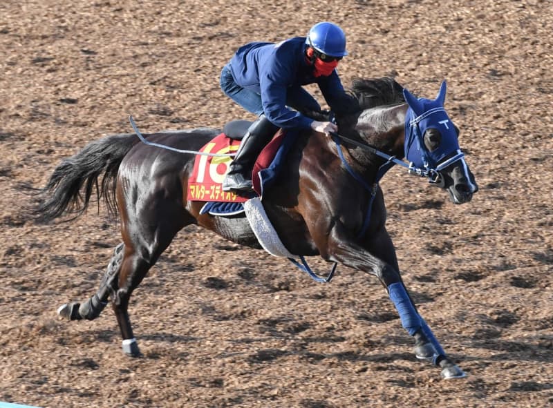 【ヴィクトリアM】マルターズディオサ、得意舞台で逆襲だ 手塚師太鼓判「いい状態」 【ヴィクトリアM】マルターズディオサ、得意舞台で逆襲だ 手塚師太鼓判「いい状態」