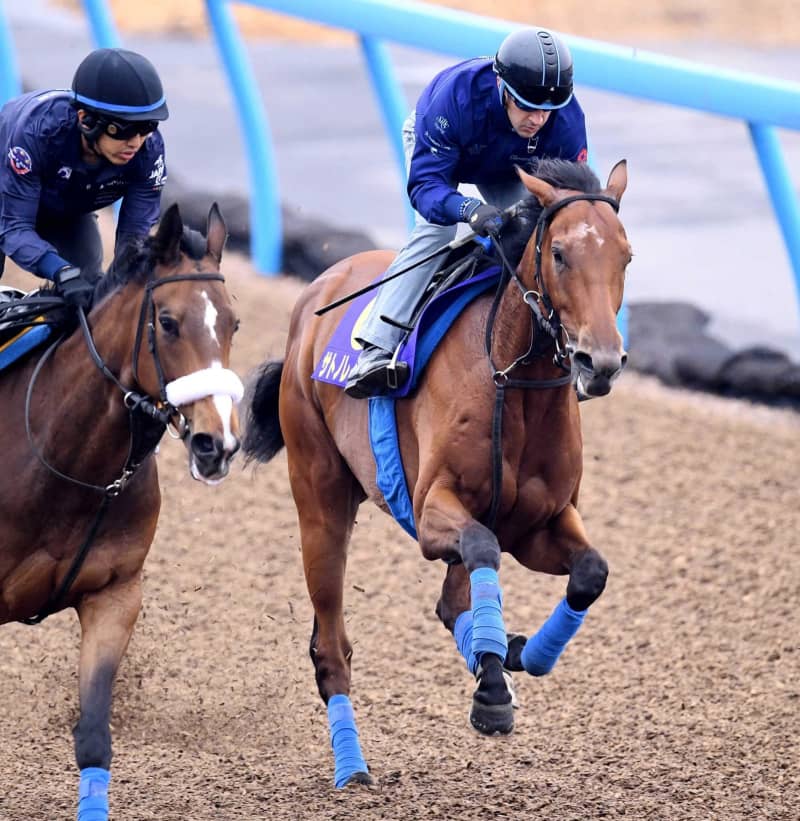 【日本ダービー】サトノレイナス合格点 国枝師「全体的に良かった」 【日本ダービー】サトノレイナス合格点 国枝師「全体的に良かった」