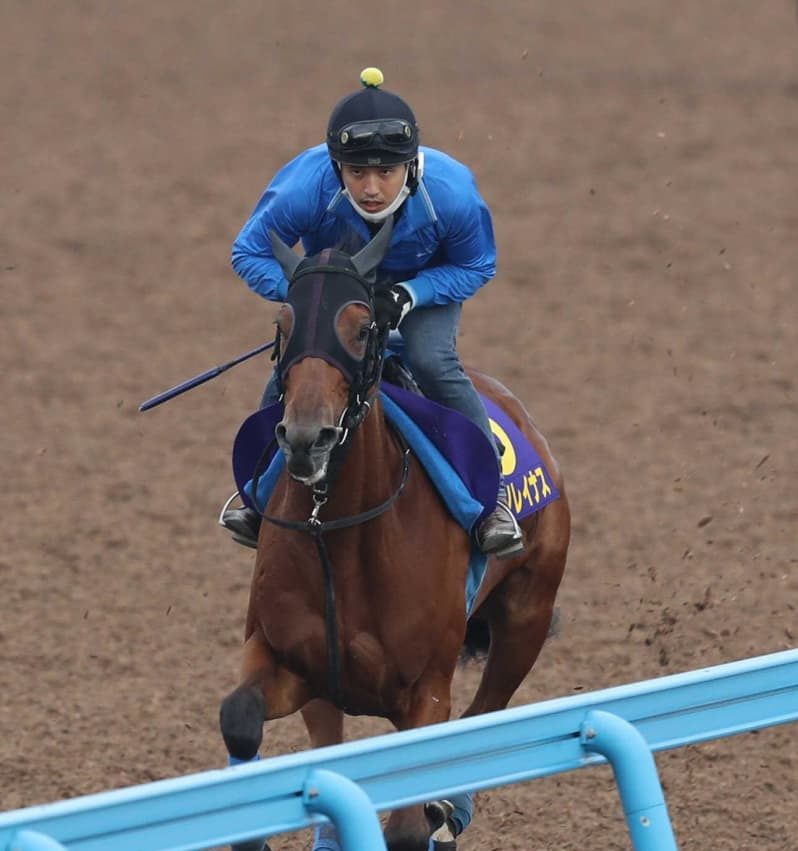 日本ダービー サトノレイナス いい感じ 最終追い切りはルメールが騎乗 Spread