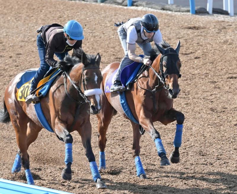 【日本ダービー】サトノレイナス偉業へ状態バッチリ　史上4頭目牝馬ダービー制覇挑む