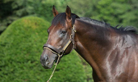 【競馬】04年ダービー馬・キングカメハメハ、JRA顕彰馬にわずか13票届かず