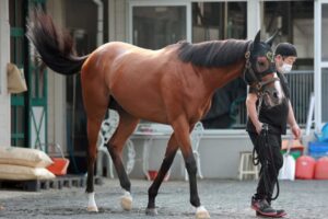 【宝塚記念】モズベッロ 一発ムード　コズミの影響一切感じさせず　年を重ねさらに成長