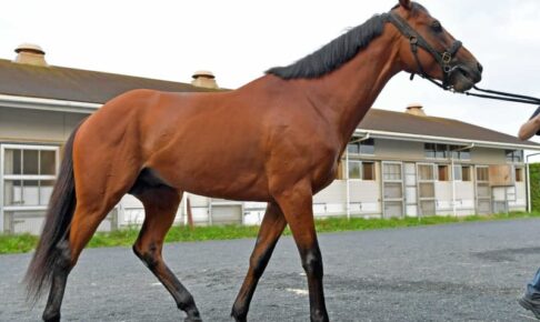 【ラジオNIKKEI賞】リッケンバッカー、いざ重賞初制覇へ　余田助手「いい感じ」