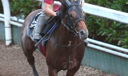 【アイビスSD】モントライゼ順調　松永幹師納得「動きいい」　千直対策も万全