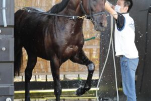 【札幌記念】トーラスジェミニ　今年はひと味違う　精神面が成長！コース追いで本格化