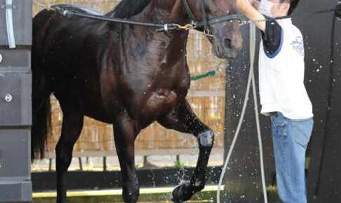 【札幌記念】トーラスジェミニ　今年はひと味違う　精神面が成長！コース追いで本格化