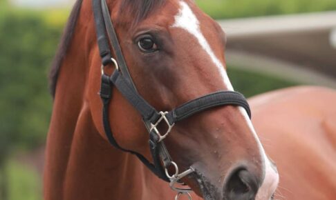 【セントウルS】レシステンシア“意地”見せる　松下師「何のトラブルもなく来れた」