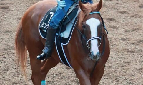 【セントウルS】シゲルピンクルビー　強豪古馬撃破狙う　渡辺師「斤量差生かしたい」