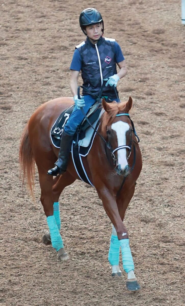 【セントウルS】シゲルピンクルビー　強豪古馬撃破狙う　渡辺師「斤量差生かしたい」