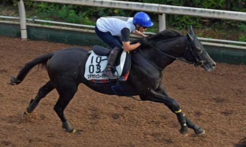 【菊花賞】ステラヴェローチェ　遅れも問題なし　吉田隼が状態確認