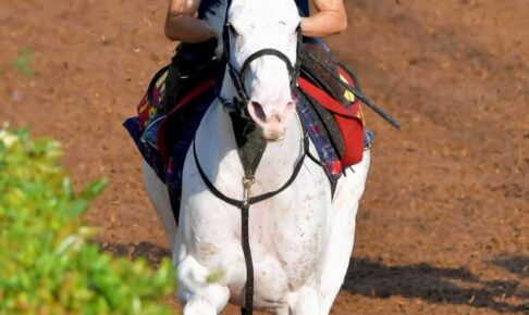【秋華賞】ソダシ　また自己ベスト更新　須貝師「イメージ通りの調整」