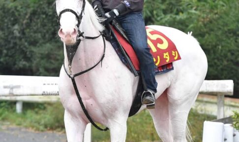 【秋華賞】白毛馬ソダシ　2冠獲りへ活気十分に登坂　陣営「イメージ通り」