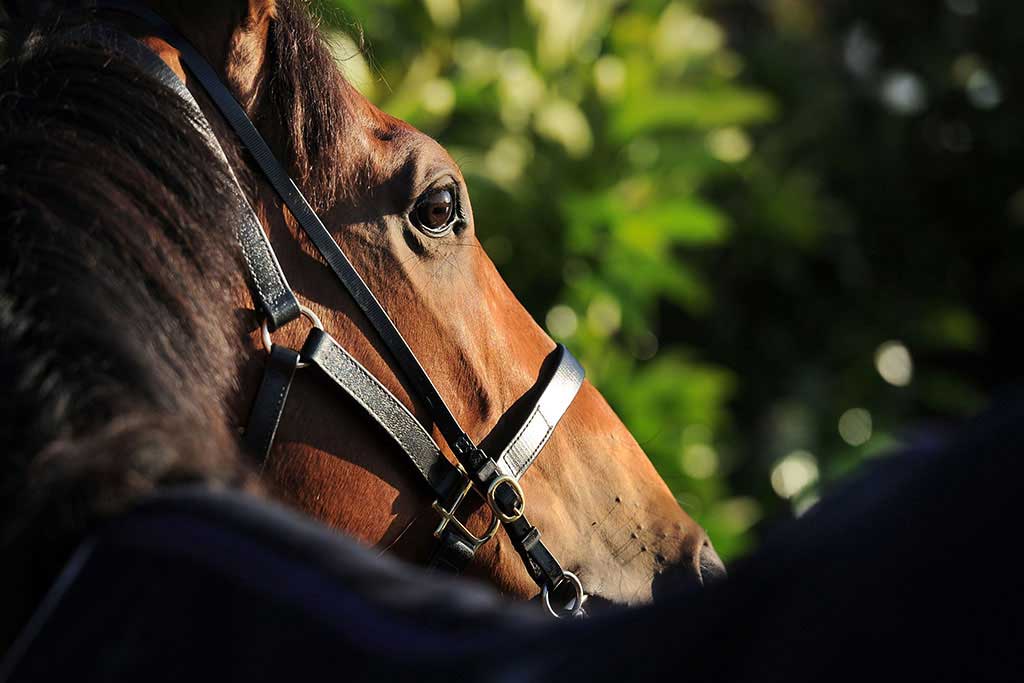 【有馬記念／血統傾向】レース相性抜群の血統　“単回収値405”が追い風の人気馬とは 画像