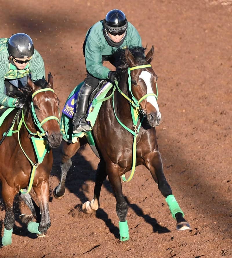 【ジャパンC】シャドウディーヴァ 馬体成長で牡馬斬りG1制覇だ 【ジャパンC】シャドウディーヴァ 馬体成長で牡馬斬りG1制覇だ