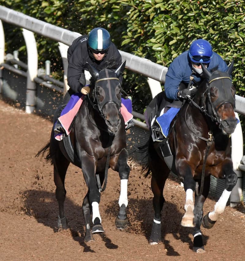 【ジャパンC】ダービー馬シャフリヤール 最強証明リハ 秋初戦のリベンジへ軽快 【ジャパンC】ダービー馬シャフリヤール 最強証明リハ 秋初戦のリベンジへ軽快