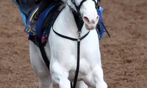 【チャンピオンズC】ソダシ万全の行進　芝砂“二刀流”制覇へ単走でラスト1F自己最速タイ