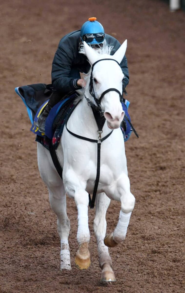 【チャンピオンズC】ソダシ万全の行進　芝砂“二刀流”制覇へ単走でラスト1F自己最速タイ
