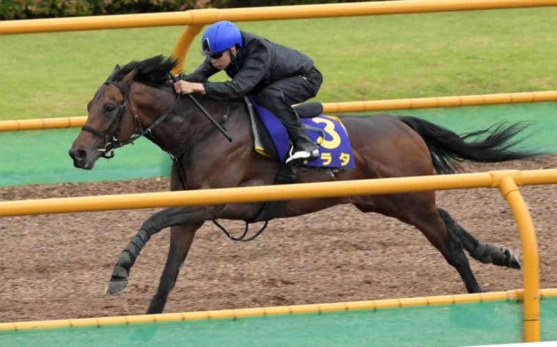【函館記念】アラタ ダイナミックに駆け抜けた 横山武「動きはすごくいい」 【函館記念】アラタ ダイナミックに駆け抜けた 横山武「動きはすごくいい」