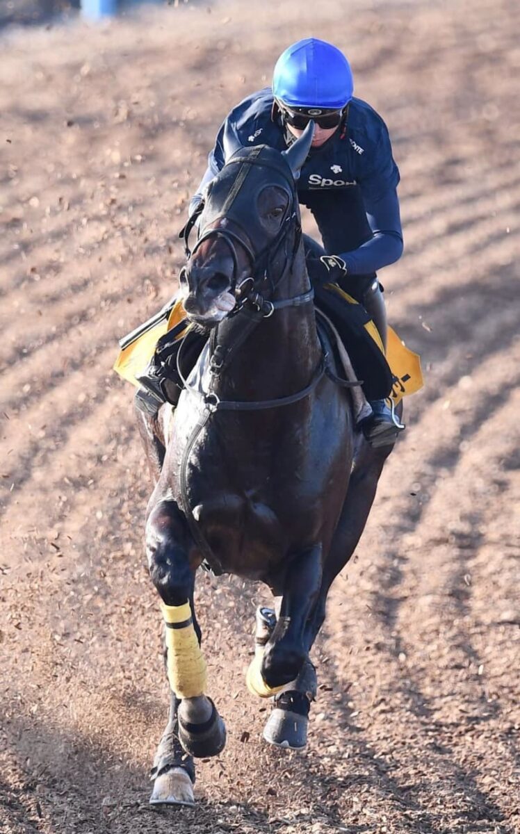 【関屋記念】イルーシヴパンサー　初コンビ岩田望も大満足　「すごくいい馬」