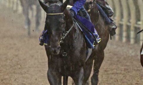 シャフリヤール、仕上がり順調　競馬ジャパンカップ最終追い切り