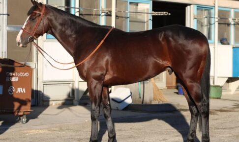 【ジャパンC】ダノンベルーガ万事尽くした　堀師「ほぼ変わらない手応え」