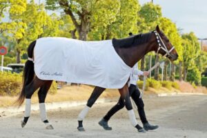 【チャンピオンズC】グロリアムンディ　追い切るごとに上昇　陣営「間隔あいているが順調」