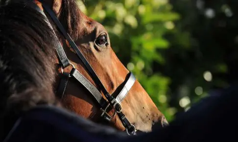 【共同通信杯／穴ライズ】「ポテンシャルは重賞級、見限るのは早計」　単勝オッズ“2桁”想定の刺客