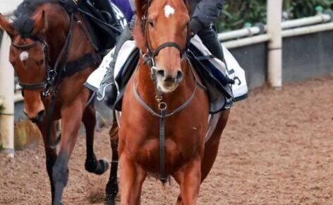 【根岸S】セキフウ逆襲だ　降雪予報で最終追い繰り上げも軽快なフットワーク披露