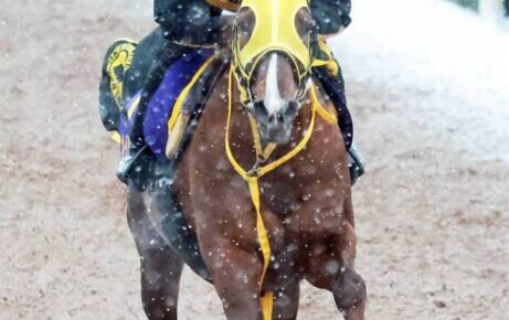 【フェブラリーS】メイショウハリオ　仕上がり万全　岡田師「しまい重点に。動きはいい」