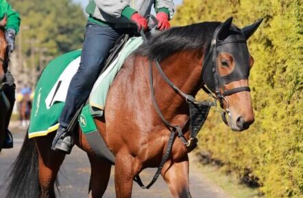 【阪神大賞典】アイアンバローズ長丁場で真価　上村師「持久力が身上の馬」