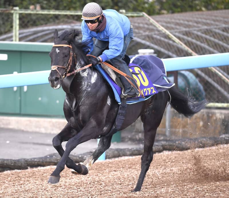 【大阪杯】ヒシイグアス 余力十分 森一師「前走より一段階いい状態で出走できると思う」 【大阪杯】ヒシイグアス 余力十分 森一師「前走より一段階いい状態で出走できると思う」