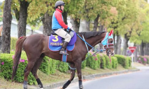 【天皇賞】アフリカンゴールド　狙う大金星　豊富なスタミナ、8歳でも侮れない