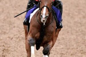 【天皇賞】アスクビクターモア　仕上がり万全　田村師「イライラしたところがない」
