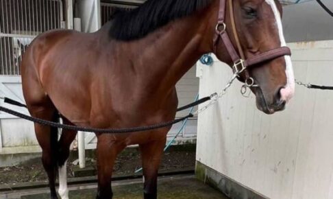 【函館記念】ローシャムパーク　前走で鮮やかな差し切りV　素質開花で重賞奪取を狙う　好相性ルメールと再タッグ