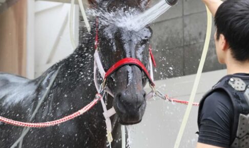 【函館記念】ユニコーンライオン　7歳馬が北で再進撃　59キロも問題なし「馬格があるので」