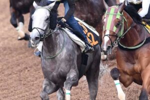 【神戸新聞杯】ナイトインロンドン　長距離戦4連勝で菊花賞主役へ　抑え切れない手応え2馬身先着　