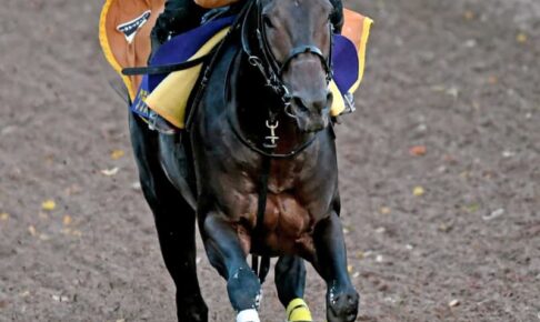 【チャンピオンズC】クラウンプライド　今そこ昨年2着リベンジの時　悲願G1制覇へ　新谷師「過程が合っている」