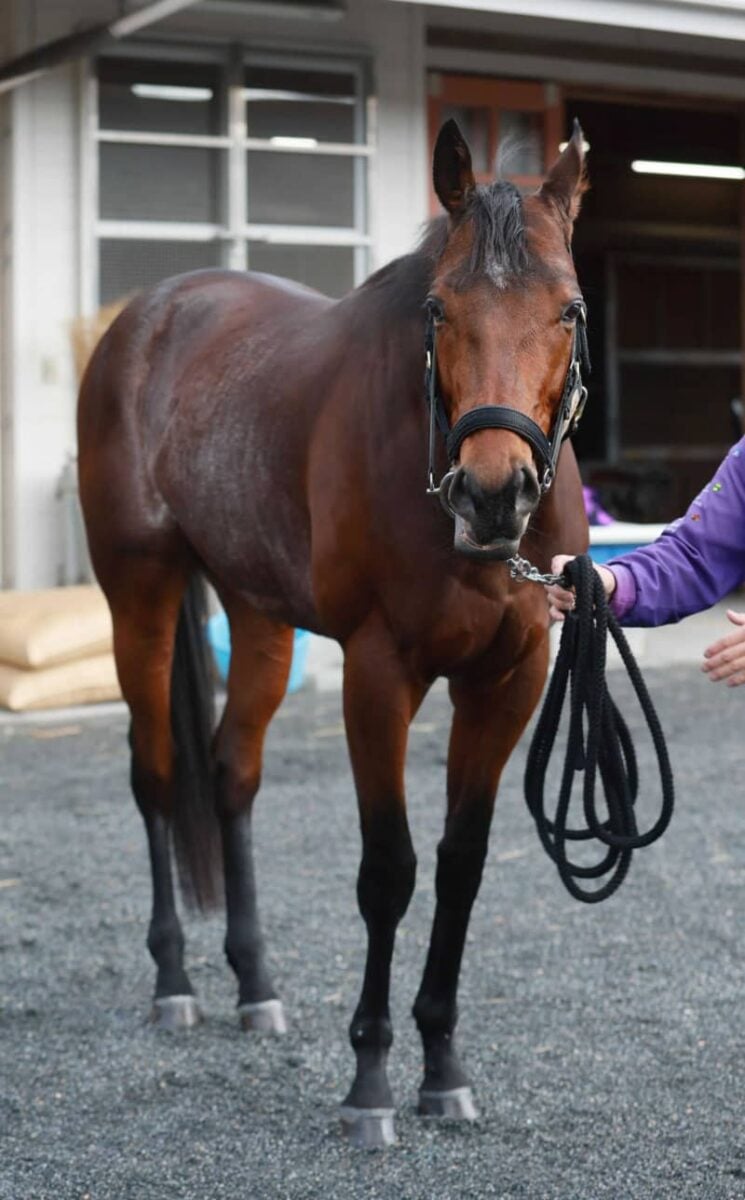 【日経新春杯】サトノグランツ　G2.2勝確かな能力で再進撃　友道師「今回ハンデ戦チャンス十分」