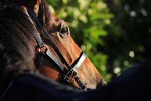 【マイラーズC／穴ライズ】「4歳世代の新星出現、心身の充実でGI馬撃破も」　想定オッズ“20倍”前後の妙味