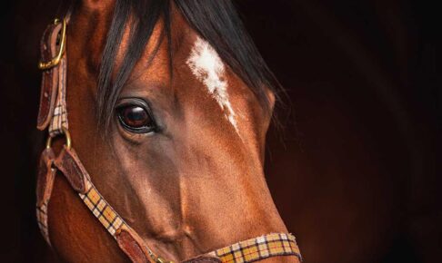 【阪神ジュベナイルF/追い切り診断】重賞ウイナーに辛口「B」評価 グイグイ追われてなんとか……字面より見劣る動きに懸念 【阪神ジュベナイルF/追い切り診断】重賞ウイナーに辛口「B」評価 グイグイ追われてなんとか……字面より見劣る動きに懸念