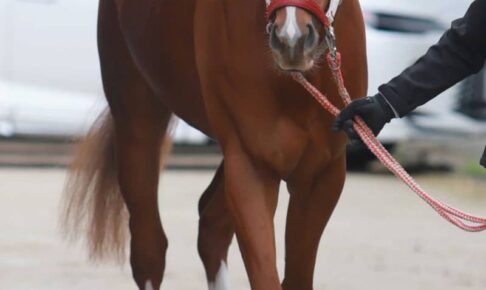 【弥生賞】シンエンペラー主役譲らん　全兄は凱旋門賞馬　気性面に成長見せる　矢作師「順調」
