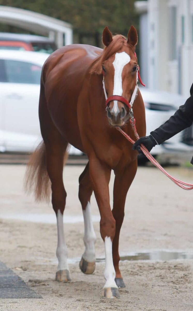 【弥生賞】シンエンペラー主役譲らん 全兄は凱旋門賞馬 気性面に成長見せる 矢作師「順調」 【弥生賞】シンエンペラー主役譲らん 全兄は凱旋門賞馬 気性面に成長見せる 矢作師「順調」