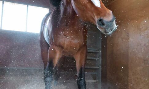 メイショウタバルがダービー出走取消　左後挫石「申し訳ない気持ち」と石橋師